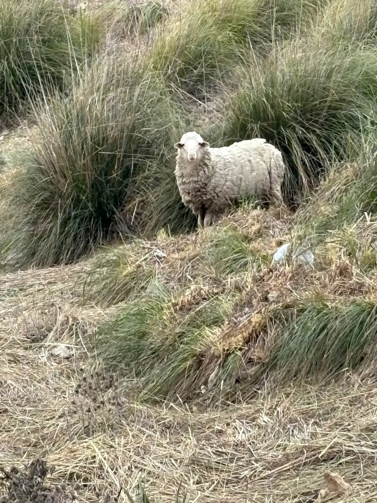 The sheep that wouldn't stop staring