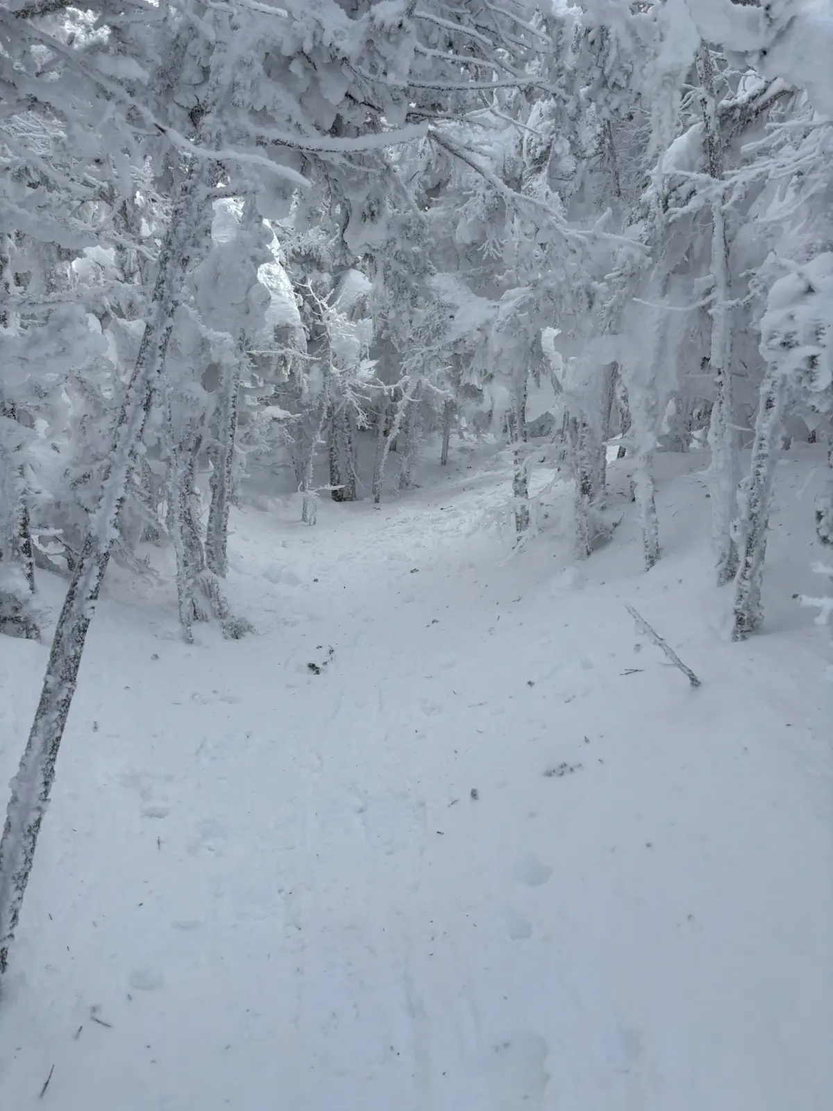 A snowy trail